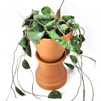 Hoya imbricata RARITÄT