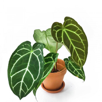 Anthurium crystallinum 45 cm