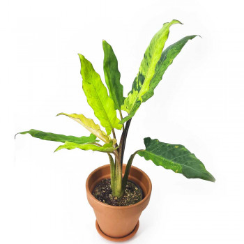 Alocasia lauterbachiana variegata 50 cm RARITÄT