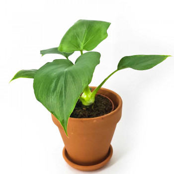 Philodendron warszewiczii 35 cm RARITÄT