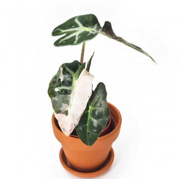Alocasia amazonica Polly variegata Jungpflanze 20 cm RARITÄT