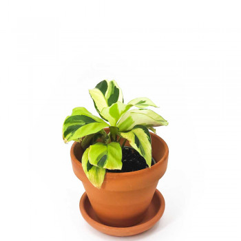 Calathea litzei Yellow Fusion Babypflanze 10 cm