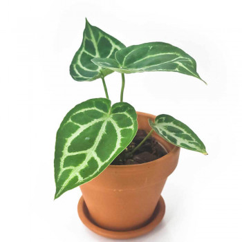 Anthurium cryst. silver blush x crystallinum Jungpflanze 20 cm