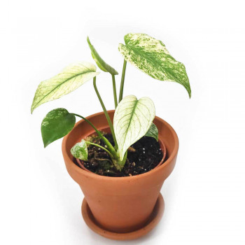 Monstera deliciosa mint Jungpflanze 22 cm