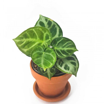 Anthurium crystallinum silver Blush Jungpflanze 18 cm