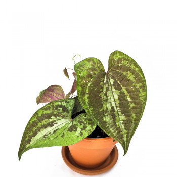 Dioscorea discolor 25 cm RARITÄT