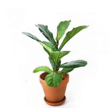 Ficus lyrata 65 cm