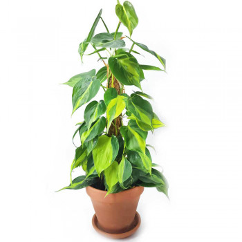 Philodendron scandens Brasil auf Kokosfaserstab 60 cm