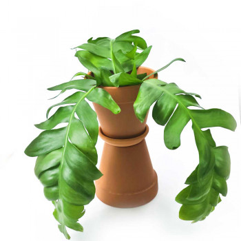 Epiphyllum chrysocardium 25 cm