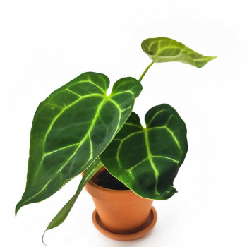 Anthurium magnificum Babypflanze 20 cm