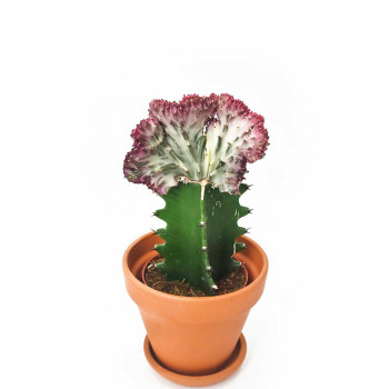Euphorbia lactea cristata 20 cm