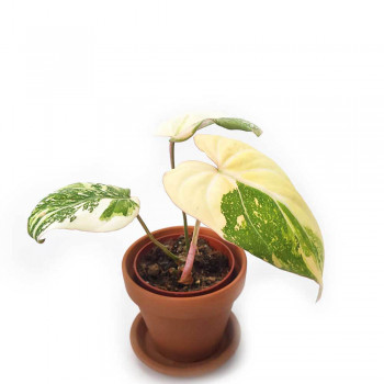 Philodendron gloriosum variegata tricolor Jungpflanze 25 cm RARITÄT