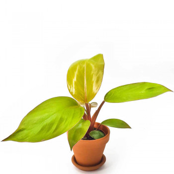 Philodendron Mars Jungpflanze 20 cm NEUHEIT