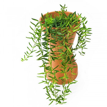 Aeschynanthus Green Star 30 cm
