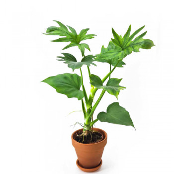 Philodendron warscewiczii 35 cm RARITÄT