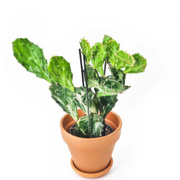 Opuntia jamaicensis var. Ghost 30 cm