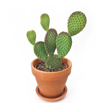 Opuntia microdasys 25 cm