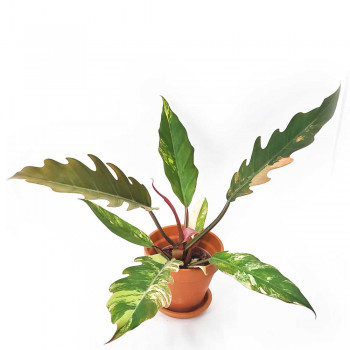Philodendron Caramel Marble 35 cm RARITÄT