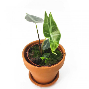 Alocasia longiloba silver 25 cm RARITÄT