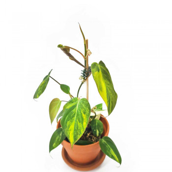 Philodendron scandens micans variegata 25 cm RARITÄT