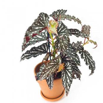 Begonia Bohemian Forest 40 cm NEUHEIT