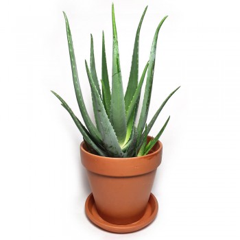 Aloe vera 75 cm