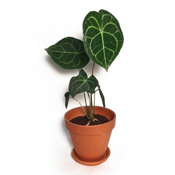 Anthurium clarinervium 40 cm