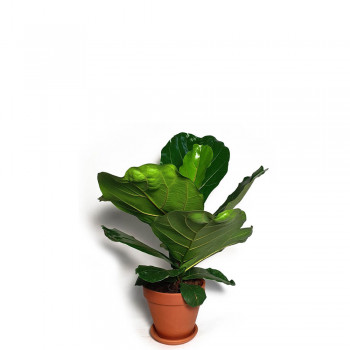 Ficus lyrata Bambino 35 cm