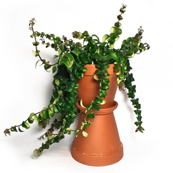 Aeschynanthus rasta Lippstick plant 30 cm Aeschynanthus rasta Lippstick plant 30 cm