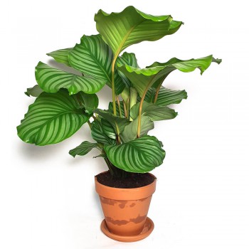 Calathea orbifolia / Goeppertia orbifolia