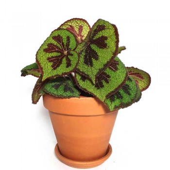 Begonia variegata 20 cm