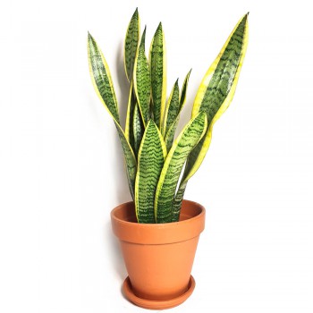 Sansevieria trifasciata laurentii 50 cm