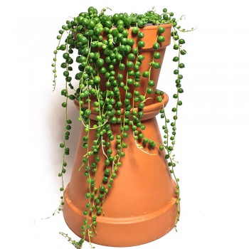 Senecio rowleyanus / Erbsenpflanze 40 cm