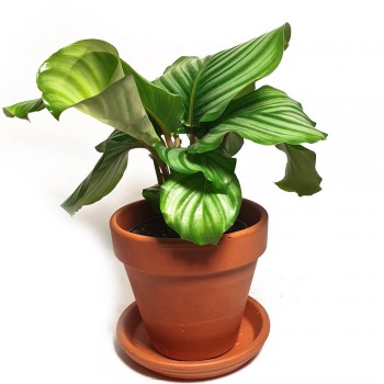 Calathea orbifolia / Goeppertia orbifolia