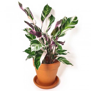 Calathea white Fusion 45 cm