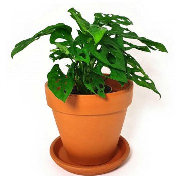 Monstera adansonii 30 cm