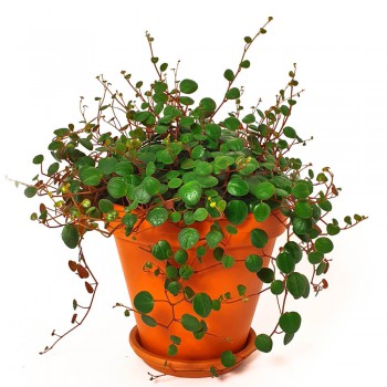 Peperomia rotundifolia pepperspot 25 cm
