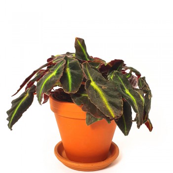 Begonia listada 20 cm