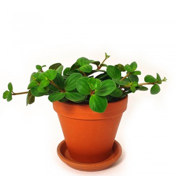 Peperomia Hope