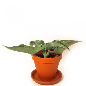 Kalanchoe beharensis 30 cm