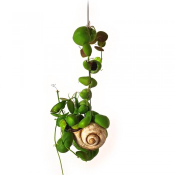 Dischidia pectenoides in Muschel - Snaily 40 cm RARITÄT