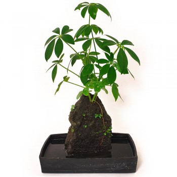 Schefflera aboricola auf Lavastein in Keramikschale RARITÄT