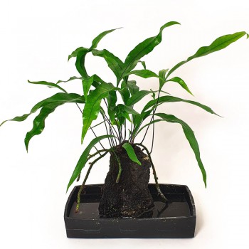 Microsorum diversifolium Farn auf Lavastein 40 cm RARITÄT