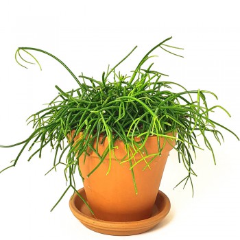 Rhipsalis baccifera 25 cm