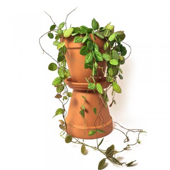 Dischidia ovata Watermelon 60 cm RARITÄT