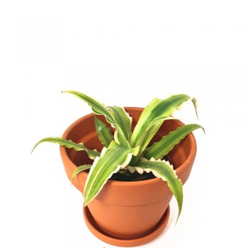 Cryptanthus bivittatus Pink Star