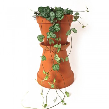Ceropegia woodii 40 cm