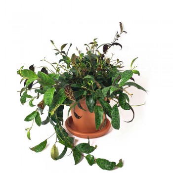 Aeschynanthus marmoratus 40 cm