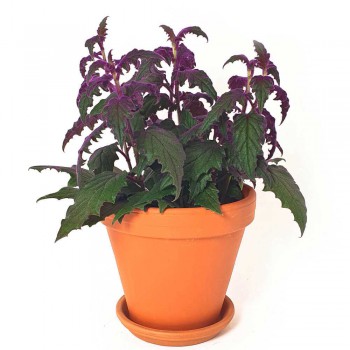 Gynura aurantiaca / Samtpflanze 30 cm