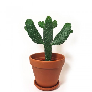 Opuntia consolea rubescens